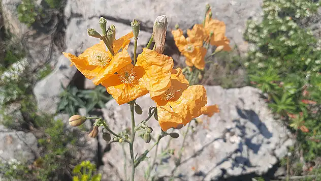Bozkır'ın yüksek rakımlı yaylalarındaki bitki florası araştırıldı