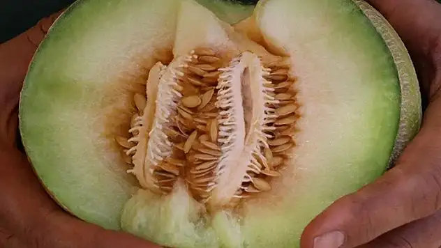 Bozuk kavun 8 kişiyi öldürdü! Salmonella nedir?
