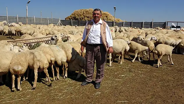 Bu çadır sayesinde hayvan sayısını 2 katına çıkardı

