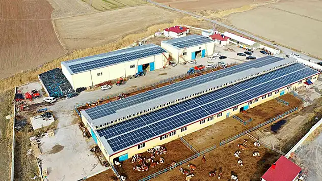 Bu çiftlikte bir yandan süt bir yandan enerji üretiliyor