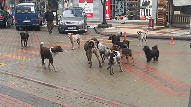 Bu da köpek çetesi