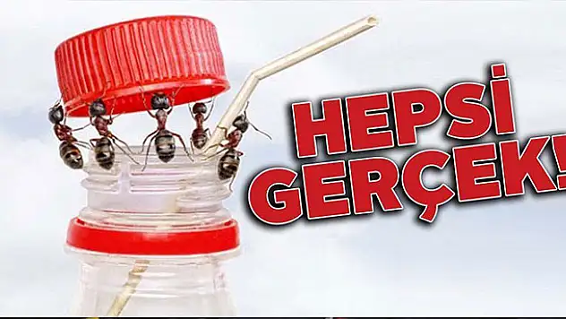 Bu fotoğrafların hepsi gerçek!