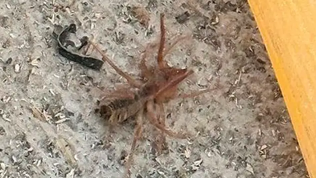 Bu ilçede yaşayanlar dikkat! Konya'da etobur 'Sarıkız' örümceği görüldü
