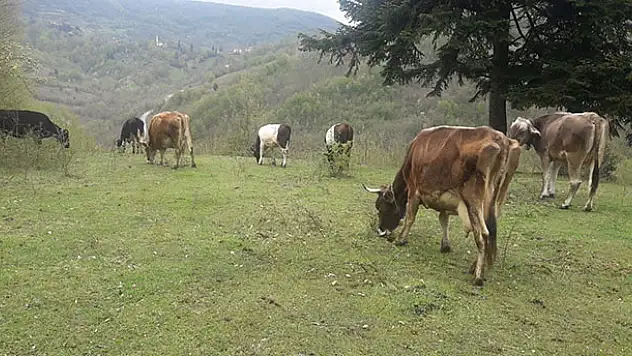 Bu inekler sahibiyle oyun oynuyor