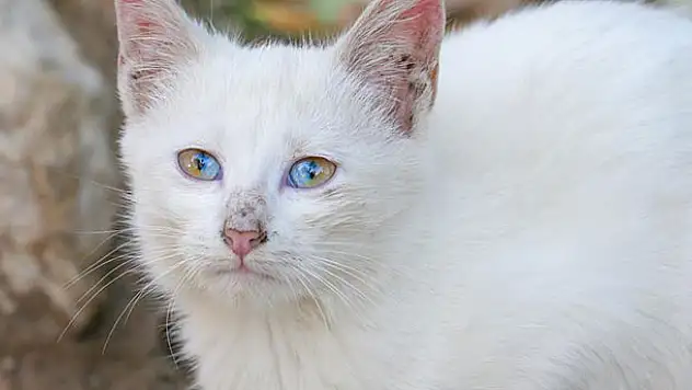 Bu kedi görenleri şaşırtıyor
