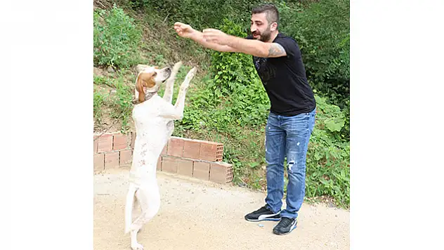 Bu köpek kolbastı oynuyor
