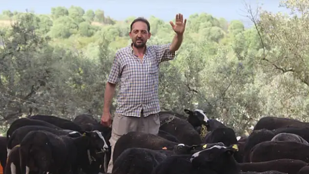 Bu koyunu almak isteyenler 5 ay sıra bekliyor