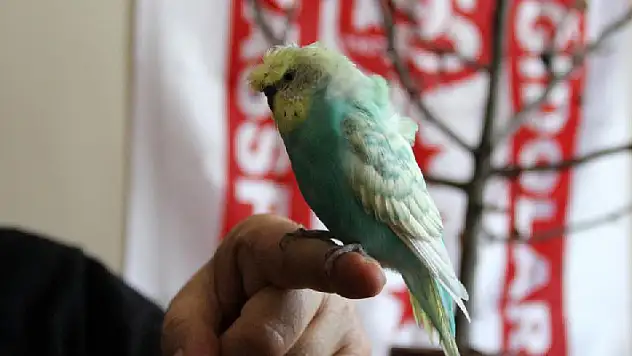 Bu kuş mehter marşı söylüyor
