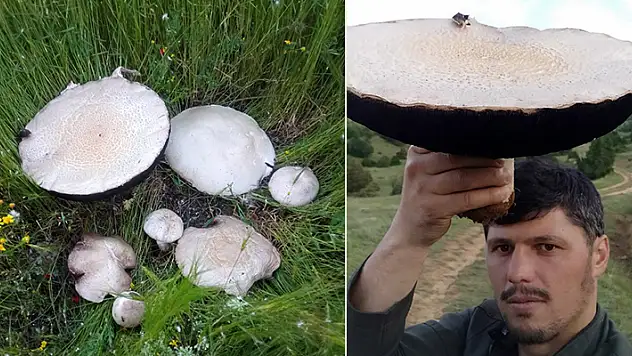 Bu mantarın çapı tam 36 santimetre!
