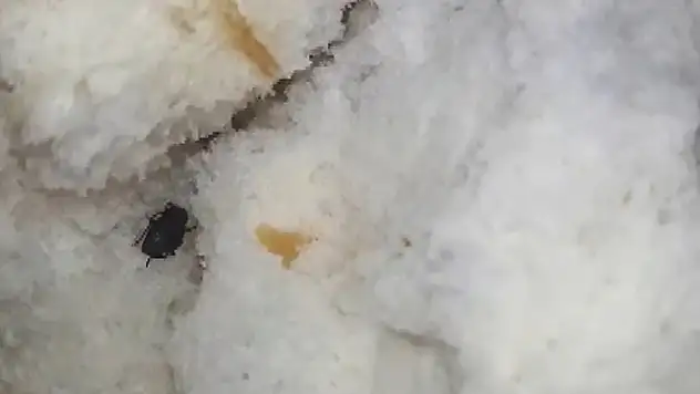 Bu seferde ekmeğin içerisinden böcek çıktı