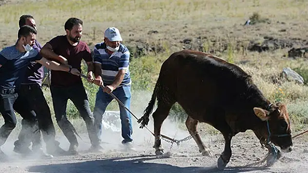 Bu sene de danalar firarda!