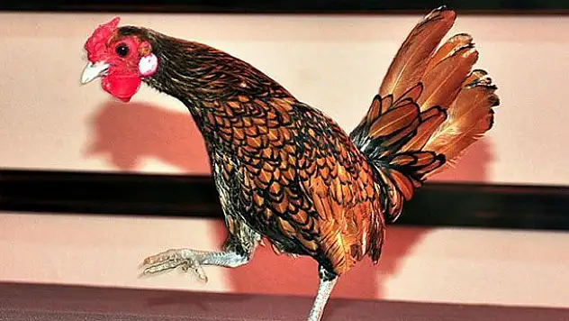 Bu tavuğun yumurtası 20 lira