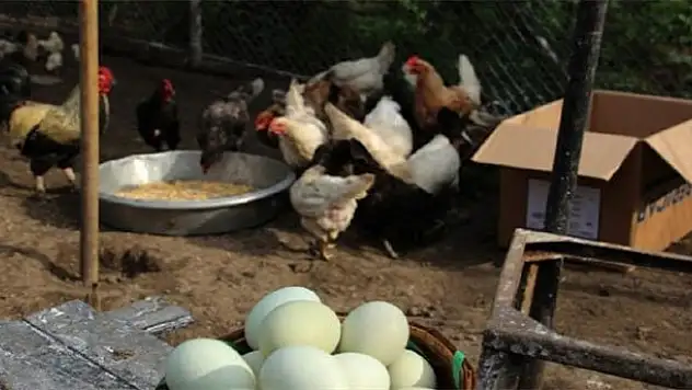 Bu tavuklar yeşil yumurtluyor