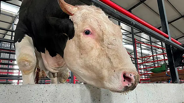 Bu tosunun fiyatı da ağırlığı da bir otomobil kadar: Tam 1,6 ton
