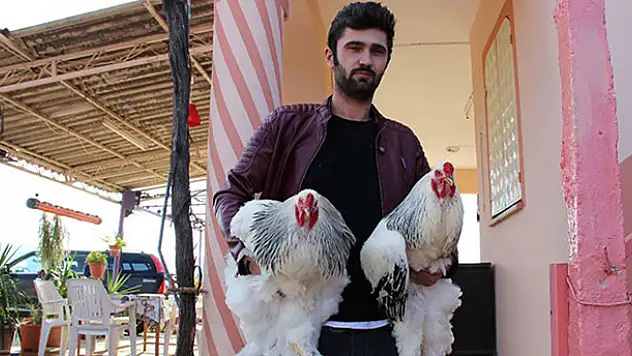 Bu yumurtanın tanesi 40 TL