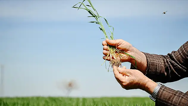 Buğday rekoltesi için ay sonuna kadar oluşacak yağışlar önem taşıyor
