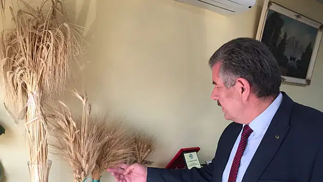 Buğday üretiminde artış bekleniyor