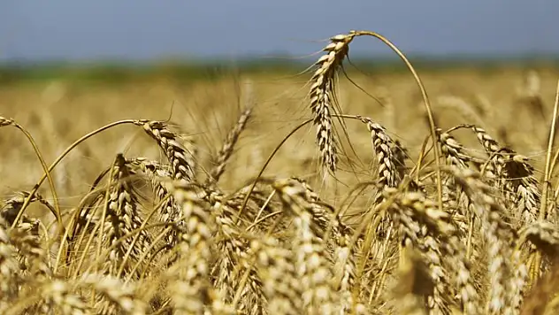 Buğdayda hasat yaklaştı, fiyat bekleniyor
