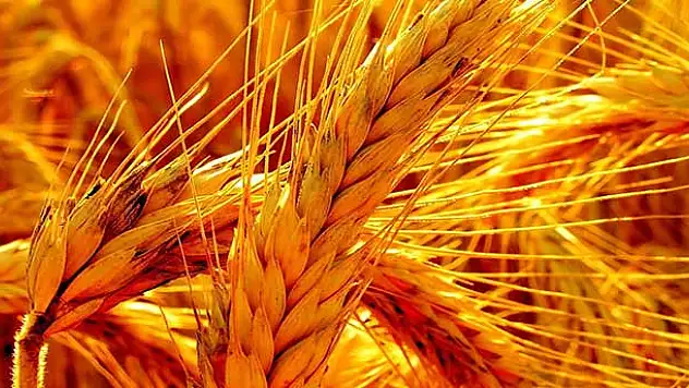 Buğdayda son 77 yılın en yüksek rekoltesi bekleniyor