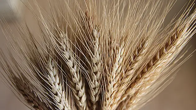 Buğdaydaki erken gelişim rekolteye yansıyacak