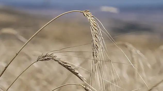 Buğdayın soğuktan etkilenmemesi için 'gübrelemeye dikkat edin' tavsiyesi
