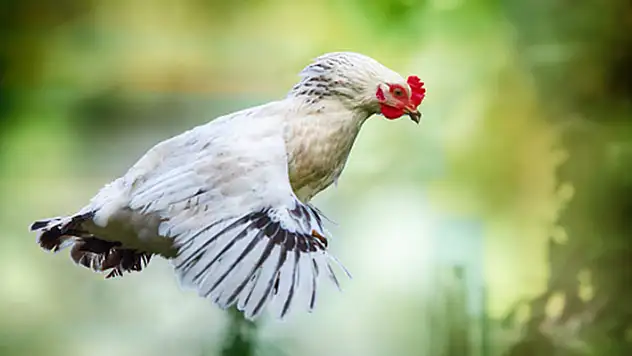 Bunları biliyor muydunuz? Birbirinden ilginç 100 bilgi