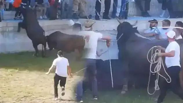 Burası İspanya değil Artvin! Güreştirilen boğa seyircilerin arasına daldı
