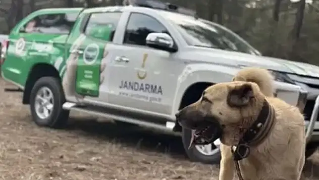 Burdur'da köpek dövüştürenlere suçüstü baskın: 142 bin lira ceza kesildi
