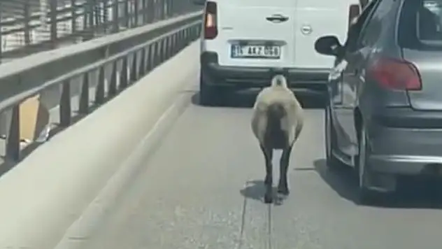 Bursa'da firar eden koyun, trafiği alt üst etti
