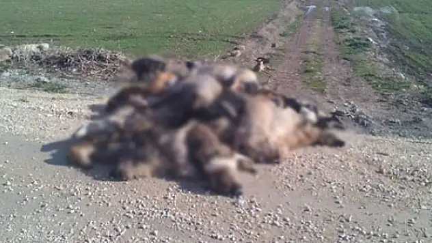Bursa'da köpek katliamı