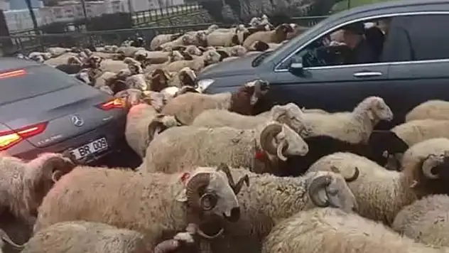 Bursa'da koyun sürüsü çevre yoluna çıktı, trafikte uzun kuyruklar oluştu