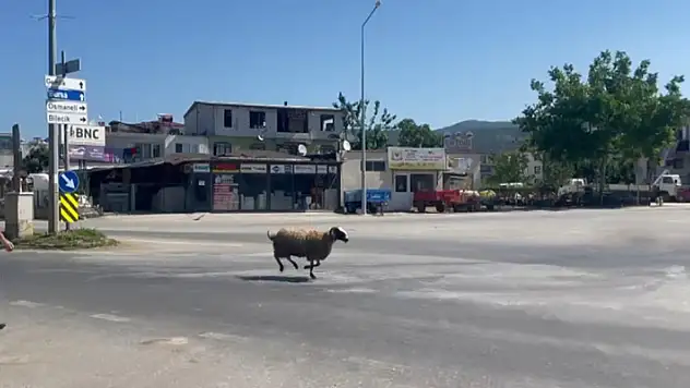 Bursa'da kurbanlık koç trafiği birbirine kattı
