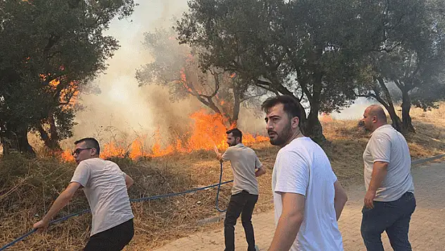 Bursa'da 20 zeytin ağacı yandı: 2 çocuk gözaltında