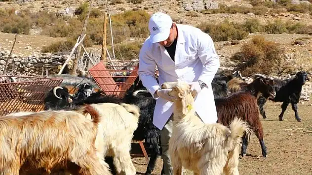 Büyükşehir Çoban Haritası Projesi ile 508 çobana destek oldu