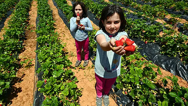 Büyükşehir'den Çiftçiye Fidan ve Fide Desteği