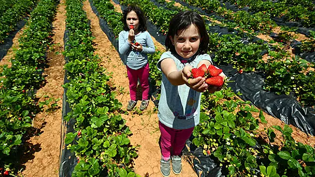 Büyükşehir'den çilek üreticisine büyük destek