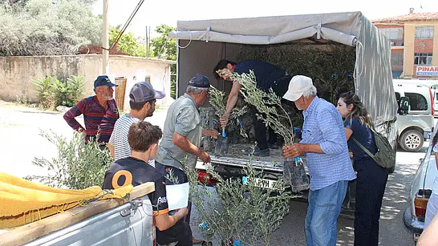 Büyükşehir'den 19 ilçeye 40 bin zeytin fidanı desteği