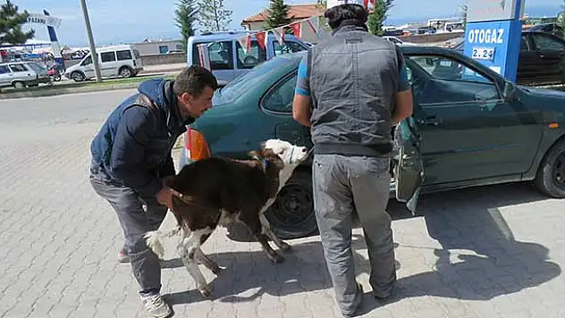 Buzağının Otomobille İmtihanı