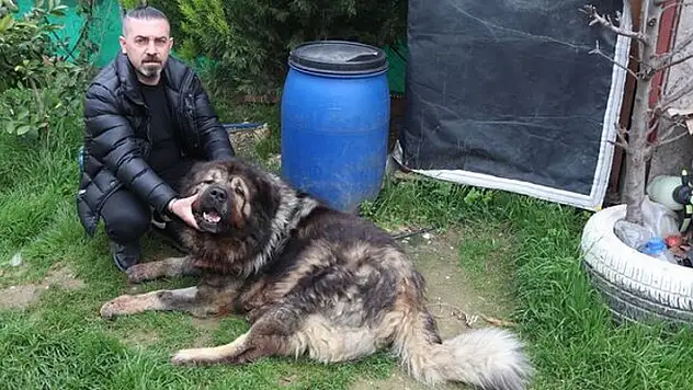 Çalamadığı köpeği pompalı tüfekle vurdu
