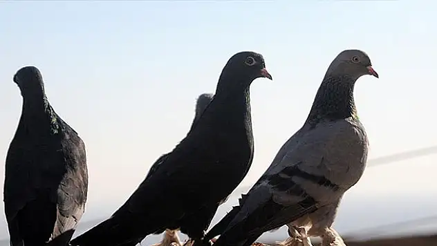 Çaldığı güvercinleri sahibine satmak isterken yakalandı