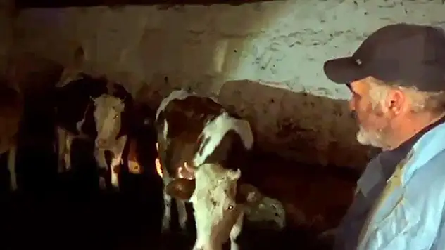 Çalınan 7 inek bulundu, sahipleri jandarmaya teşekkür etti

