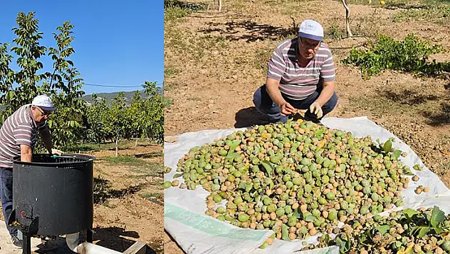 Çameli'de 2024 sezonu ceviz hasadı başladı