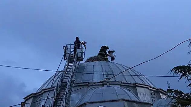 Cami kubbesinde ayağı takılan leylek kurtarıldı