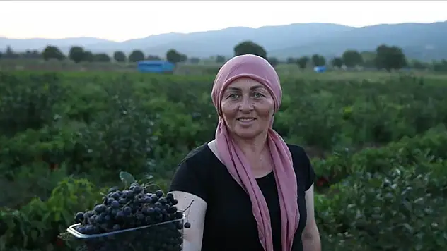 Çanakkale'de kadın muhtar 'süper meyve'yi köyüne kazandırdı
