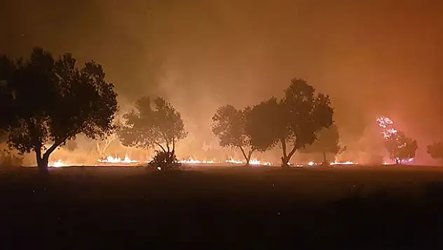 Çanakkale'de orman yangını