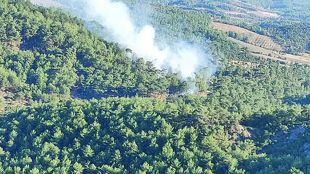 Çanakkale'de orman yangını
