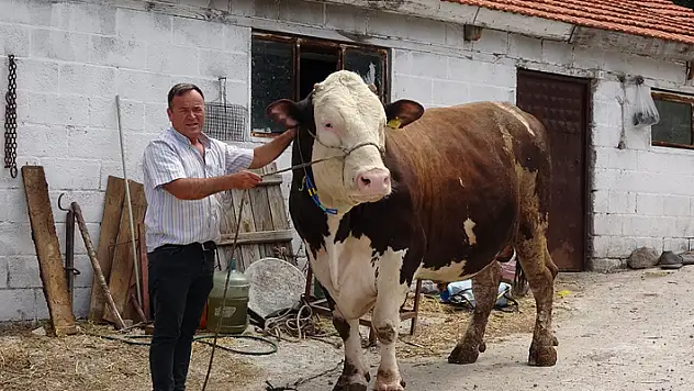 Çanakkale'de 'Paşa' isimli 1.6 tonluk boğa, 210 bin TL'ye satıldı
