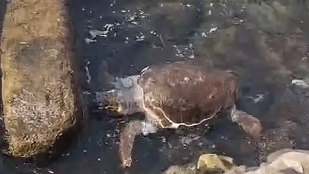 Çanakkale'de sahile ölü caretta caretta vurdu