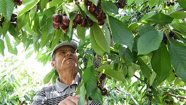 Çanakkale'nin çay bardağına sığmayan kirazları yurt dışına gönderiliyor