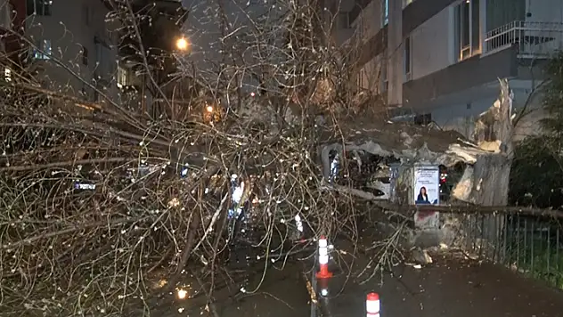 Çankaya'da şiddetli rüzgarın devirdiği ağaç yolu kapattı
